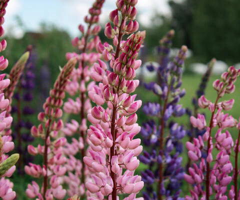 Vaaleanpunaisia ja liloja lupiineja pellolla.