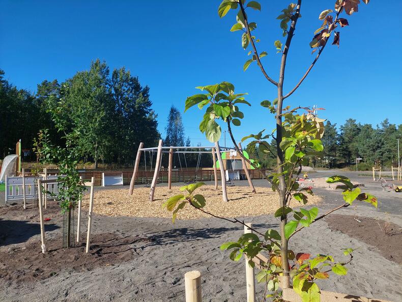 Juuri istutettu omenapuu, taustalla Velkuan koulun pihaa ja keinuja.