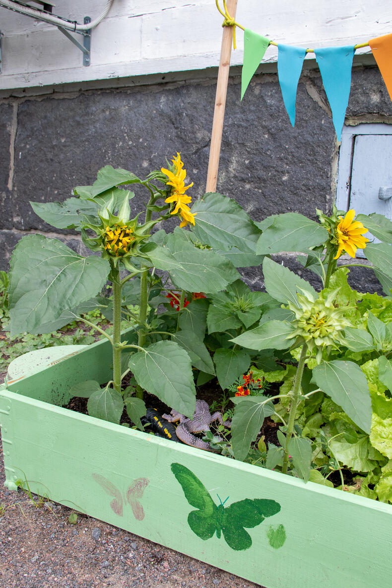 Vihreäksi maalatun lavakauluksen kylkeen on maalattu perhosia, laatikossa kasvaa auringonkukkia.