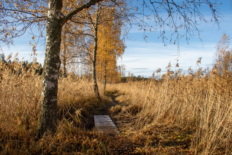 Polku kulkee keskellä pienen sillan yli, ympärillä on korkeaa kaislikkoa sekä pari koivua ruskan sävyissä.