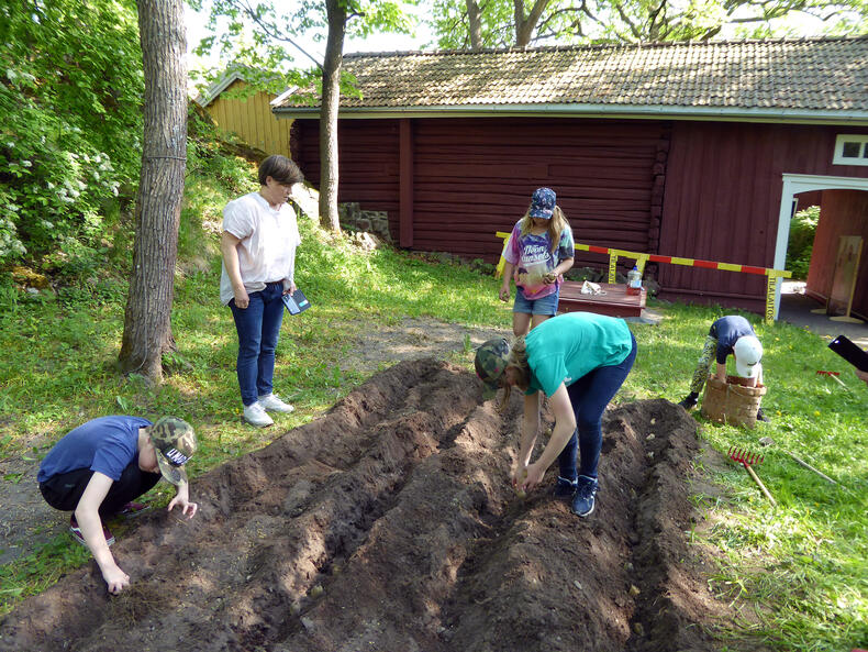 Oppilaat ja opettaja istuttamassa perunoita kasvimaahan.