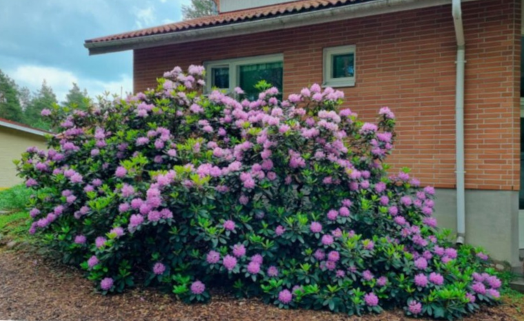 Pihamestarin pihassa kukkiva alppiruusu