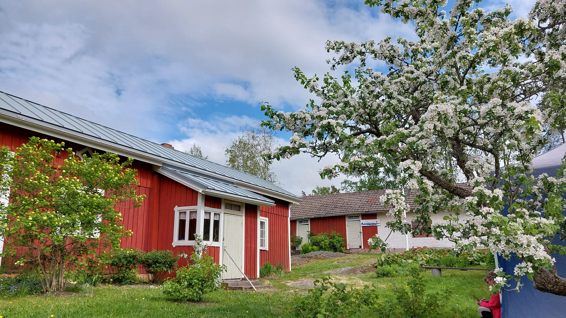 Punaisia vanhoja rakennuksia kesällä, edustalla omenapuu kukassa.