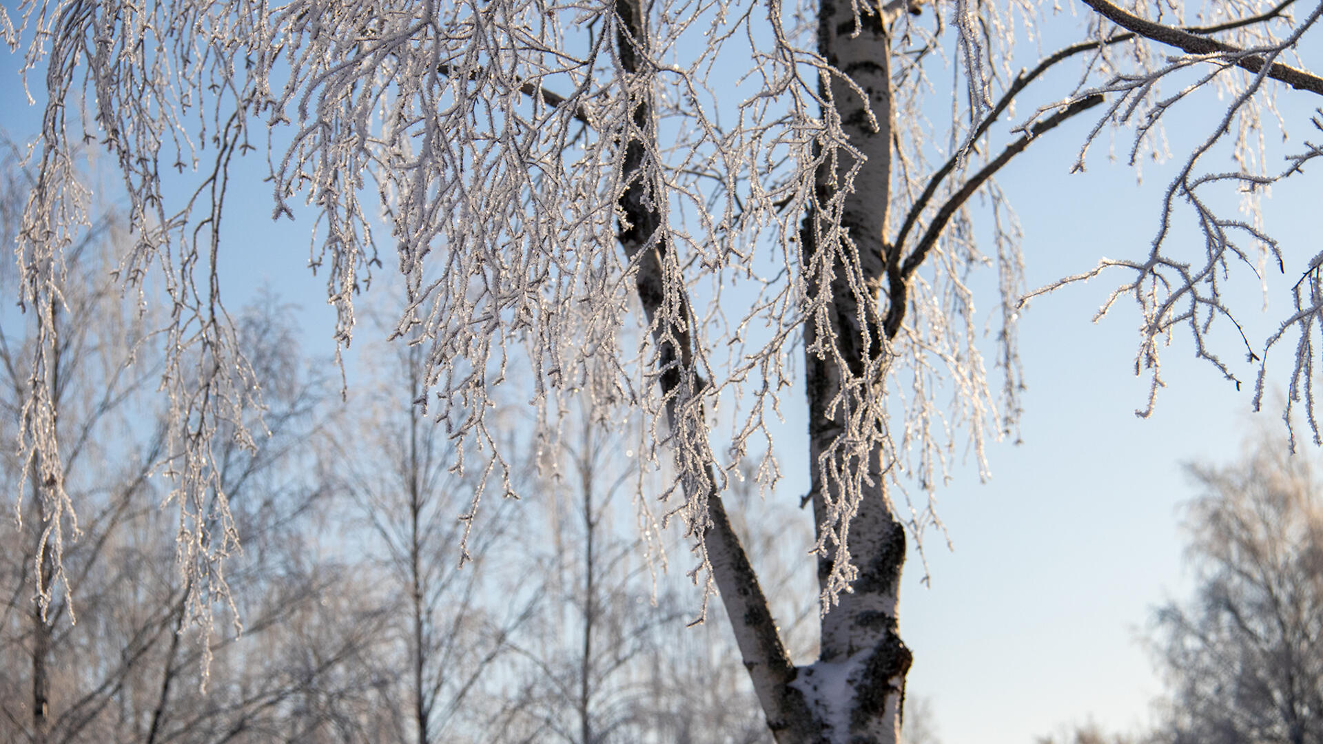 Jäätyneitä koivun oksia auringonpaisteessa.