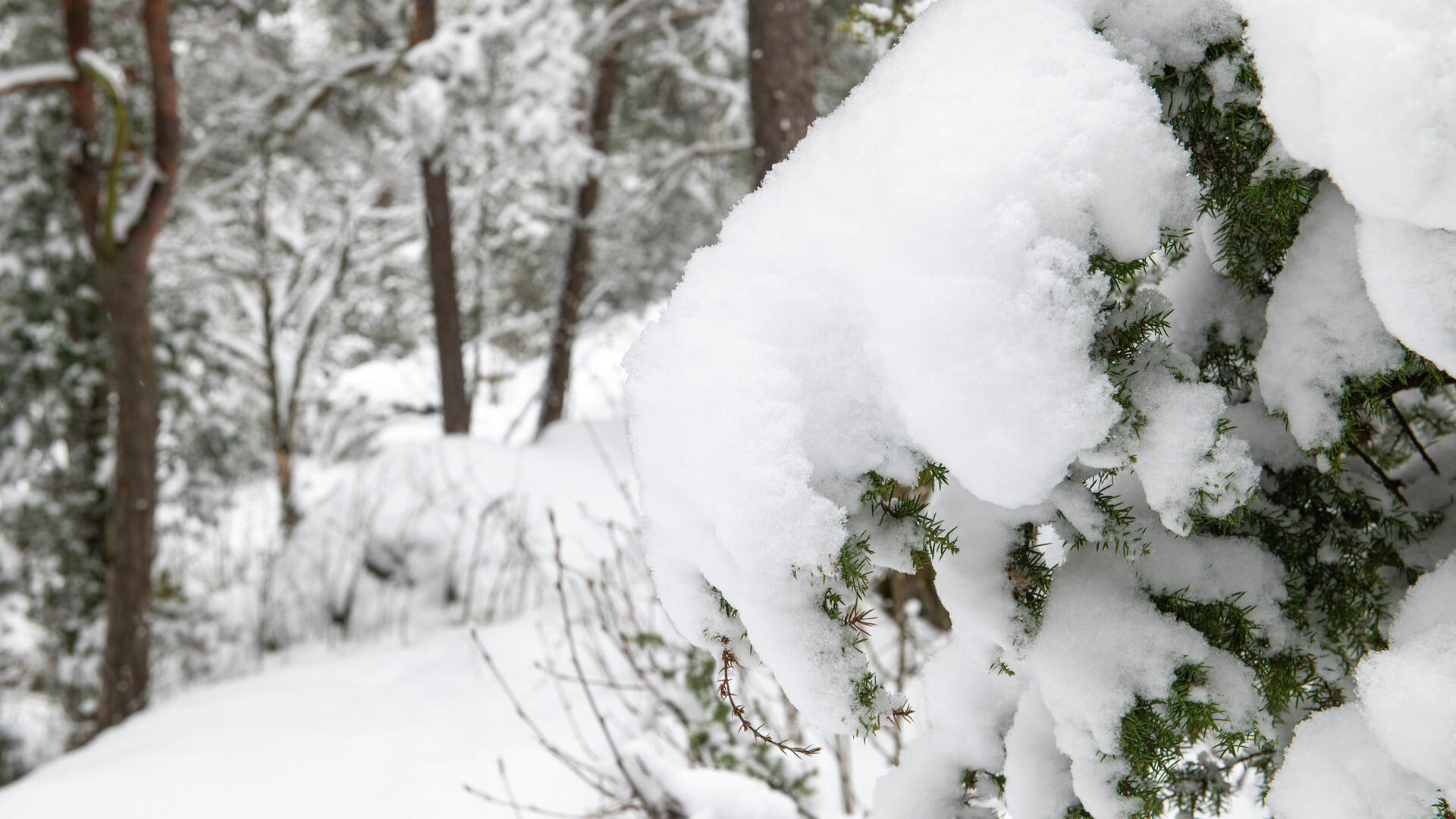 Lunta kuusen oksalla metsässä.