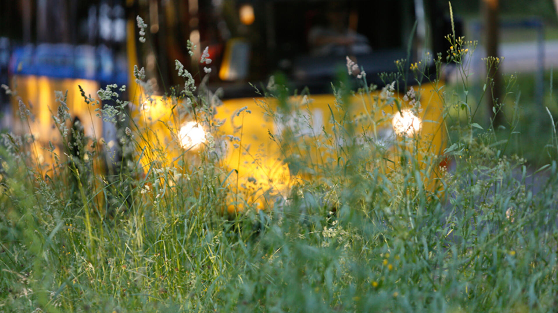 Keltainen Föli-bussi pilkistää ruohikon takaa