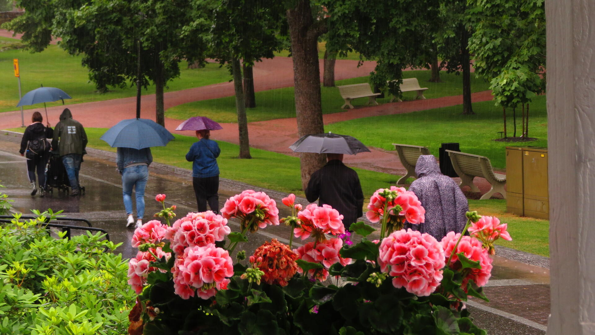 Kävelijöitä puistossa sateisella säällä sateenvarjoineen. Kuva Mimosa Leino