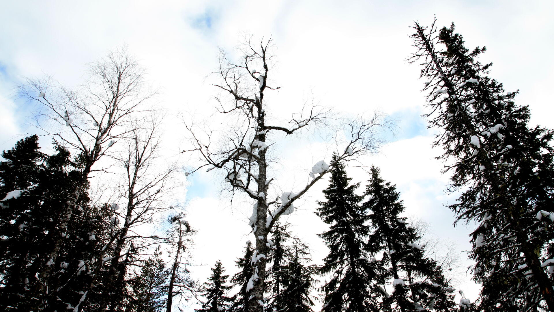 Lumisia puita taivasta vasten.