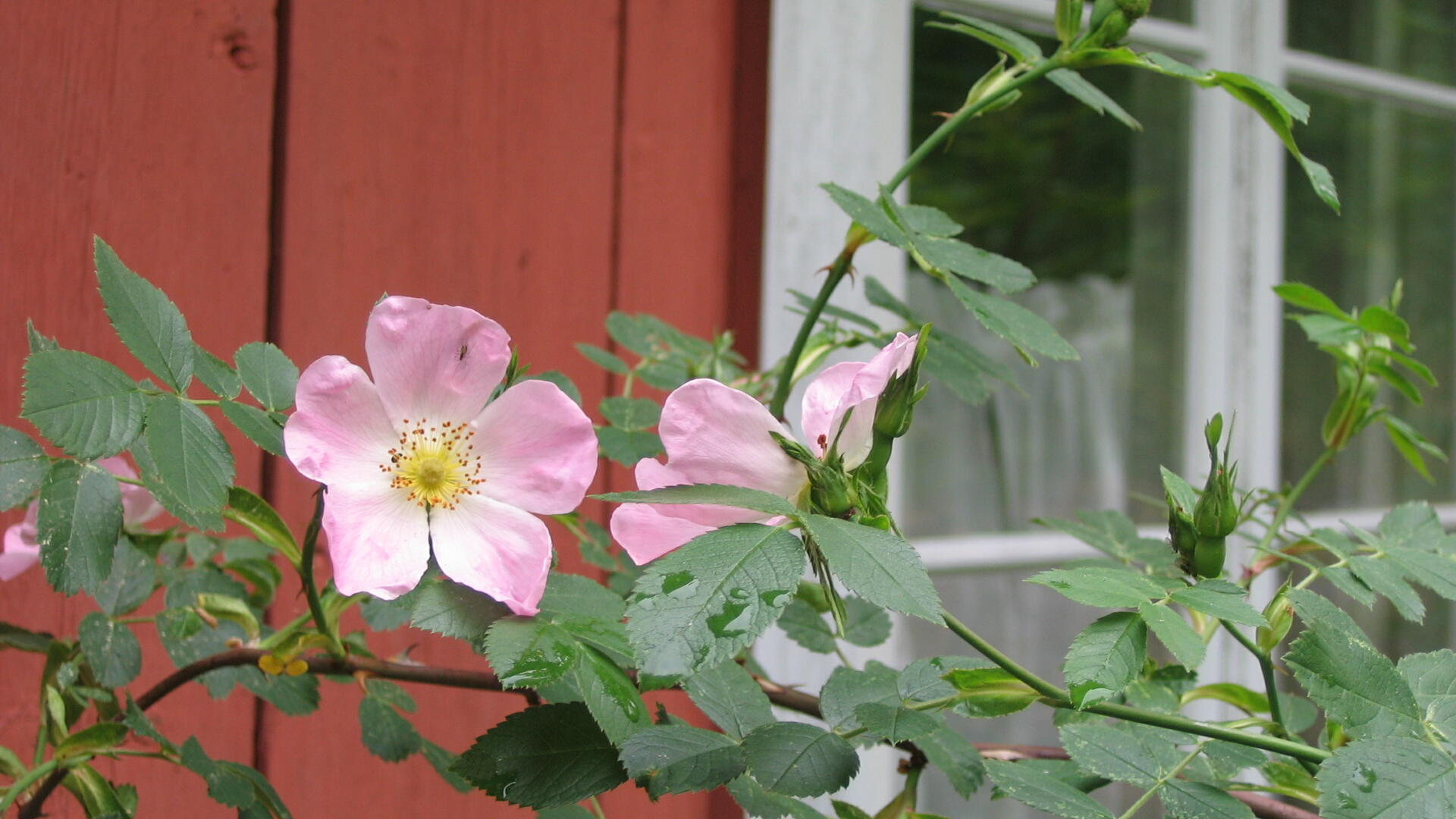 Vaaleanpunainen pensasruusu kukkii punamultaseinää vasten.