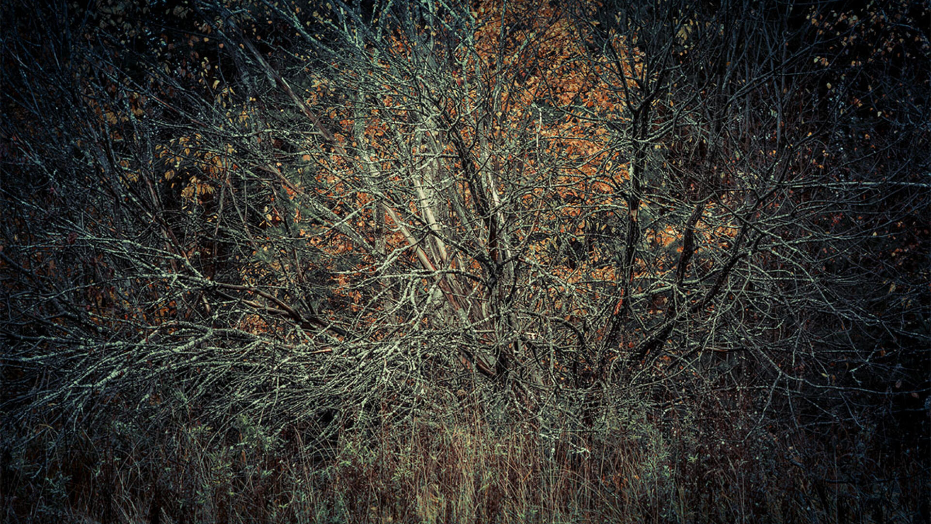 pimeässä maisemassa valaistuja puita