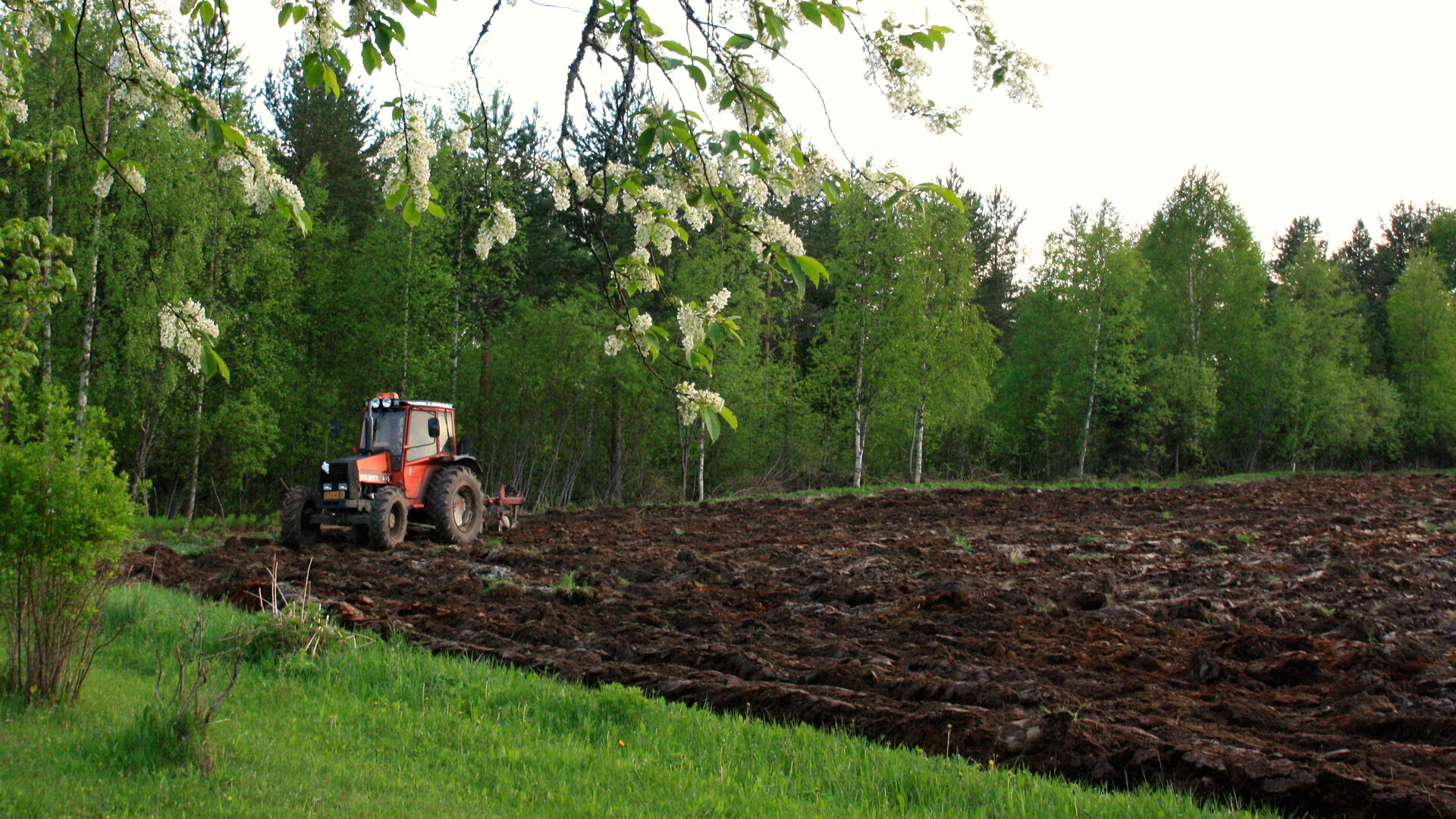 Traktori liikkuu pellolla.