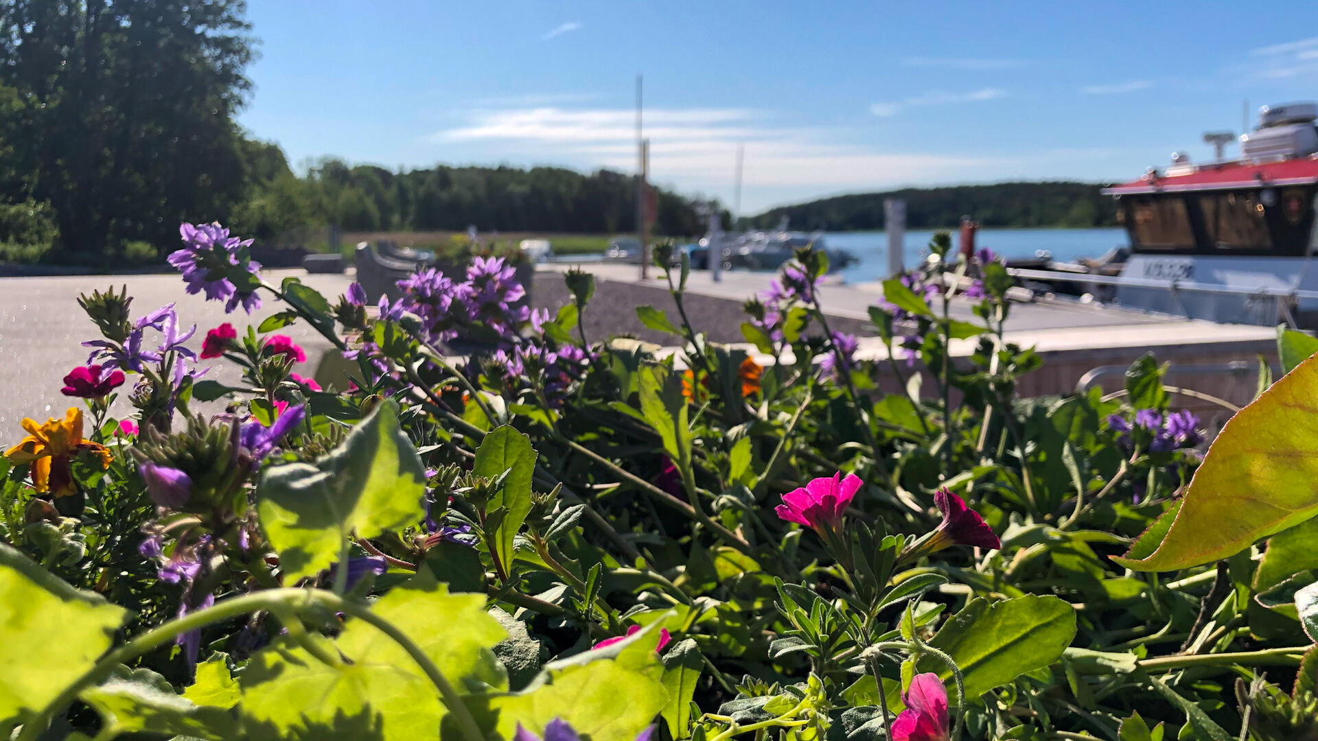 Etualalla kukkasia, takana näkyy Röölän rannan laiturit ja meri.