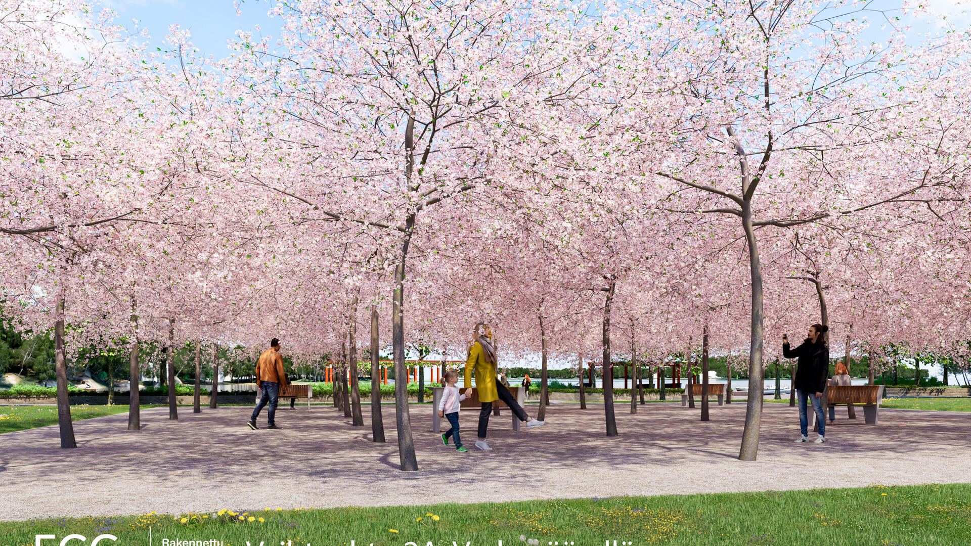 Taimonrannan puistosuunnitelman idealuonnosvaihtoehto, jossa puistomaisemaa ja kirsikkapuita. Taustalla meri.