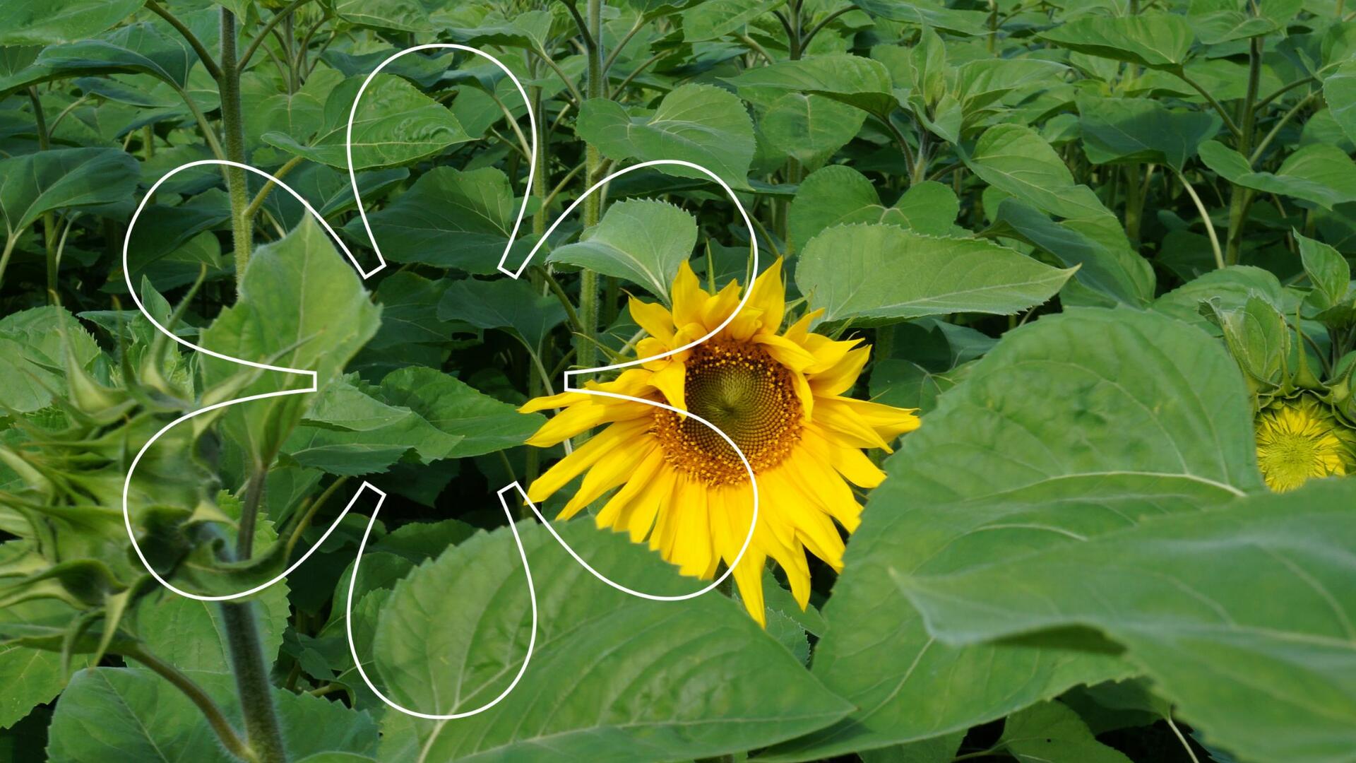 Keltainen auringonkukka kukassa pellolla, kuvassa Onnellinen aurinko -elementti.