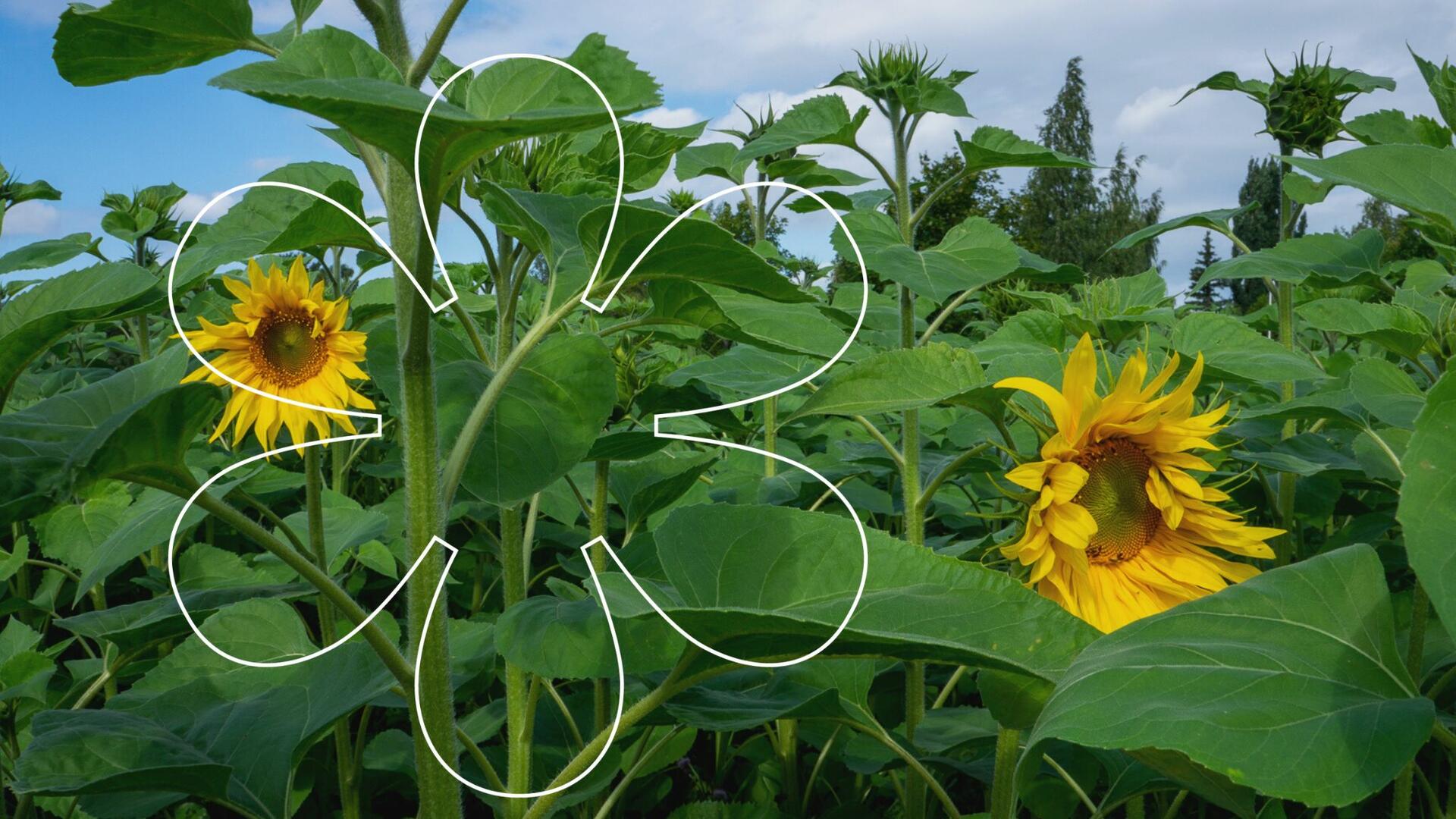 Auringonkukkapellolla on jo puhjennut kukkaan kaksi auringonkukkaa. Kuvan päällä Onnellinen aurinko -elementti.