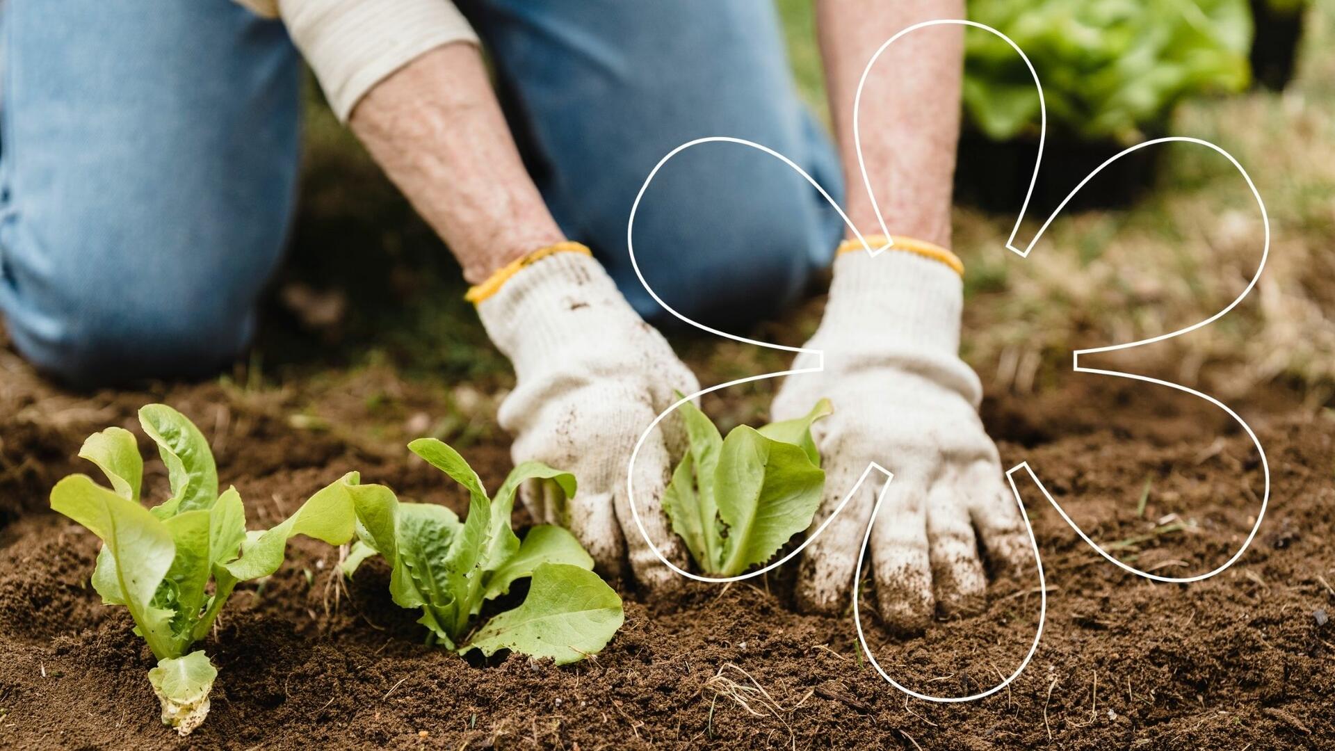 Henkilö istuttaa multaiseen maahan salaattia puutarhahanskat käsissä, kuvan päällä Onnellinen aurinko -elementti.