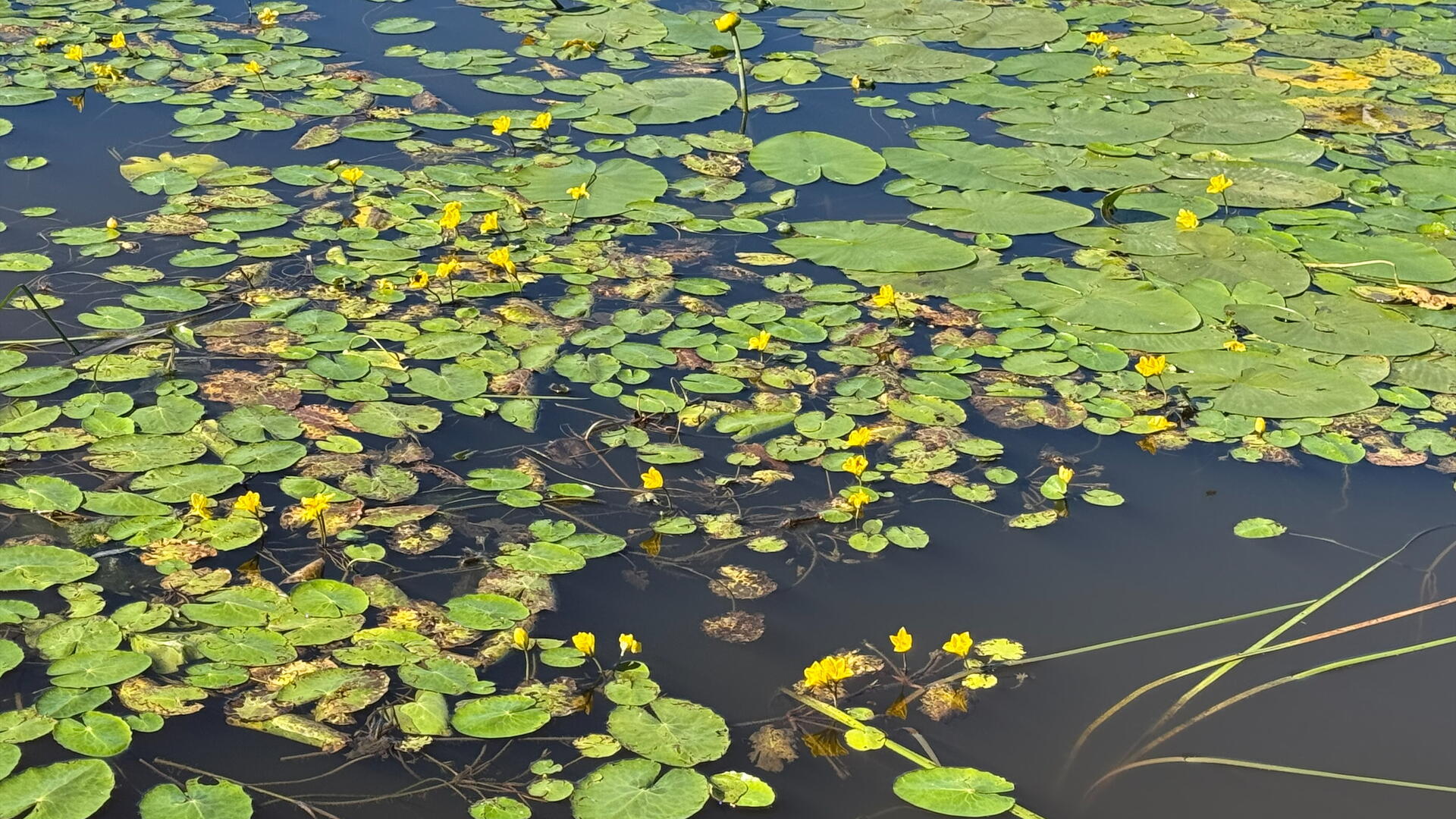 Lummetta muistuttavaa keltalammikkia vedessä, jossa keltaisia kukintoja.