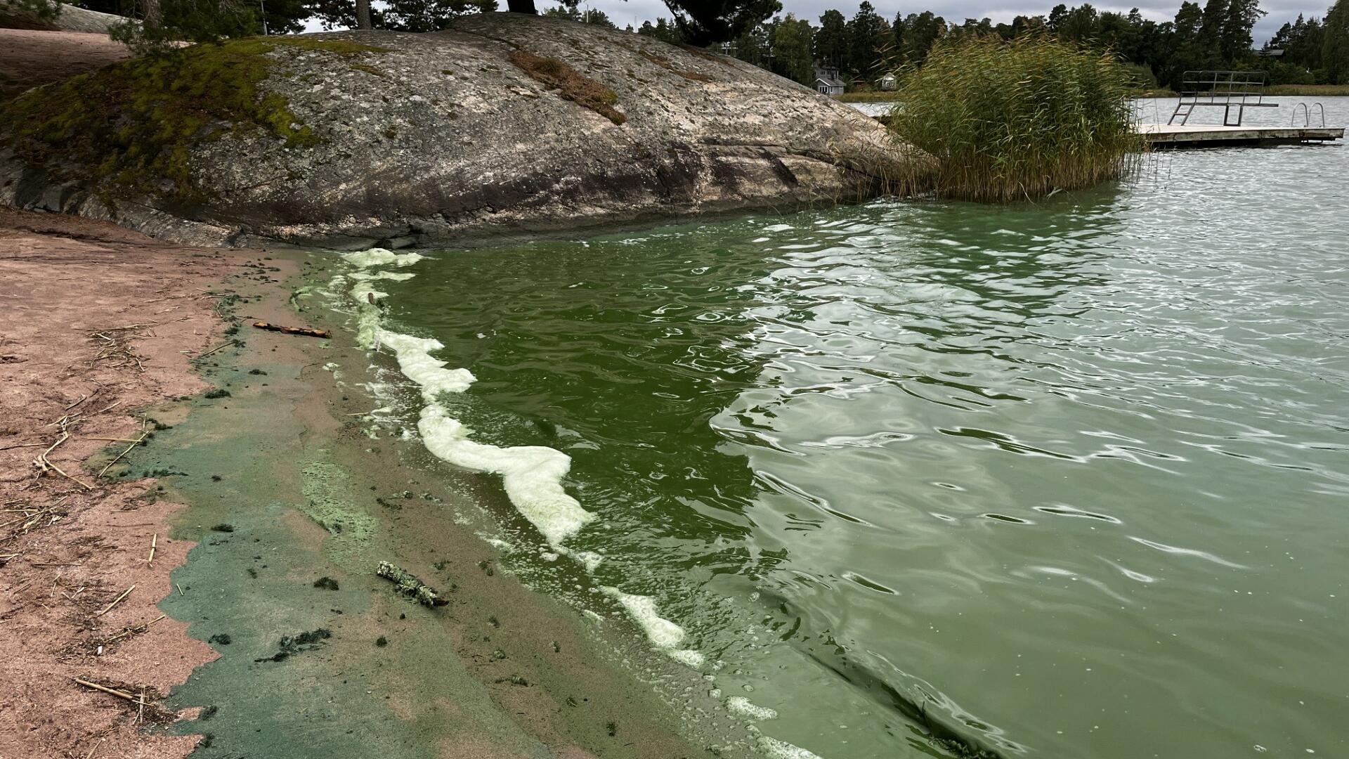 Sinilevän aiheuttamaa vihreää värjäymää rantahiekassa ja meressä Taimon uimapaikalla.