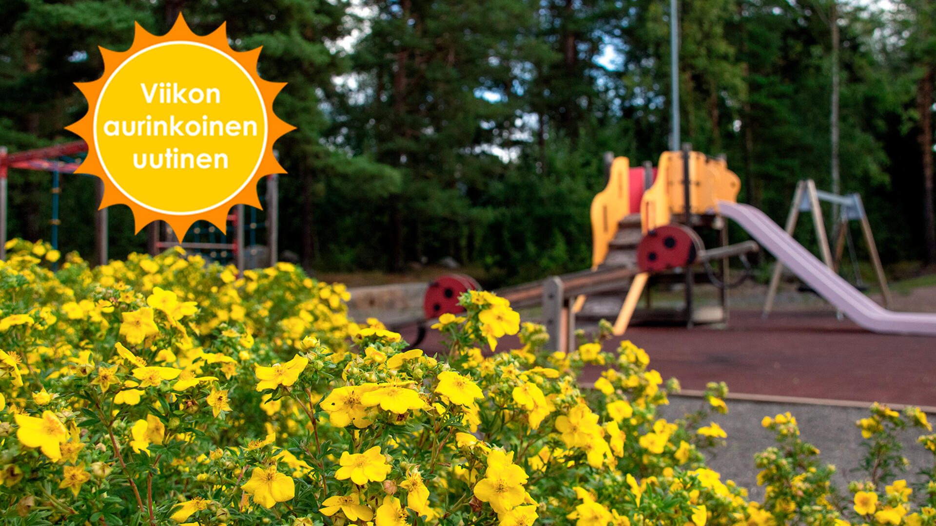 Keltaisia kukkia Rymättylän leikkipaikan edustalla. Leikkipaikkojen osalta Naantali sai tutkimuksessa huipputulokset.