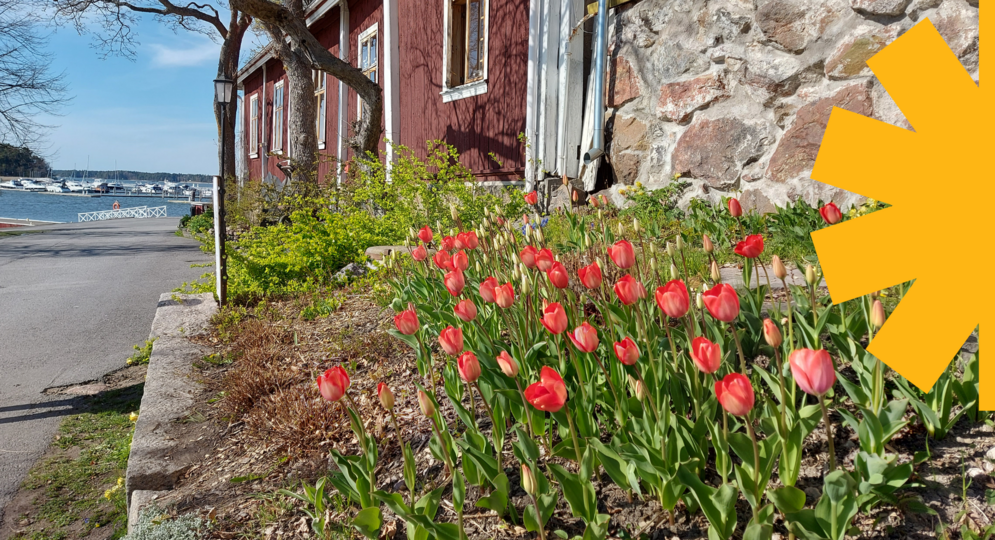 Tulppaani-istutuksia Vanhankaupungin rannassa.