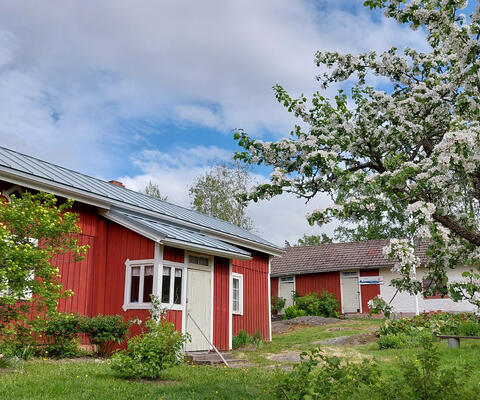 Punaisia vanhoja rakennuksia kesällä, edustalla omenapuu kukassa.