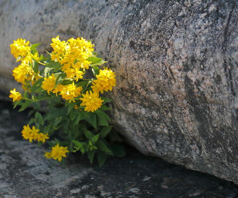 Keltaiset kukat puskevat kiven alta.