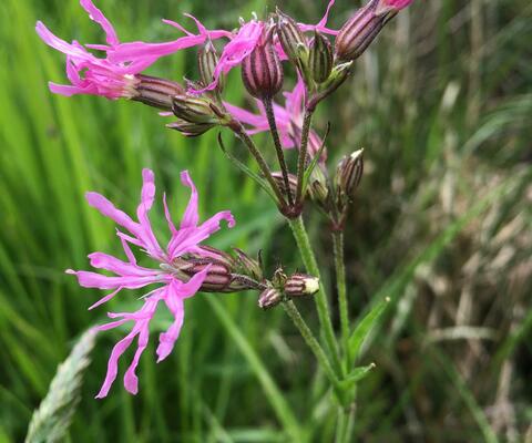 Käenkukka Viialassa. Kuvaaja: Saija Kajala