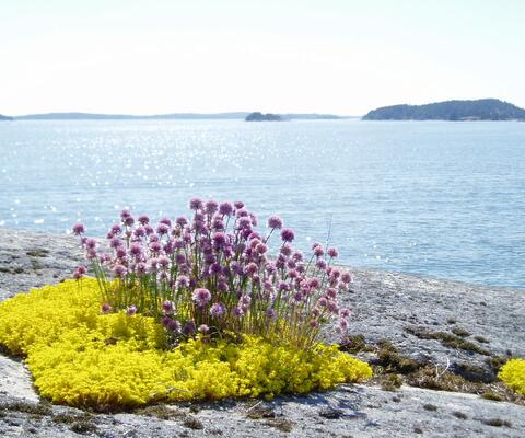 Aurinkoinen mermaisema, kallio ja saaristomaisemalle tyypillisiä kasveja. 