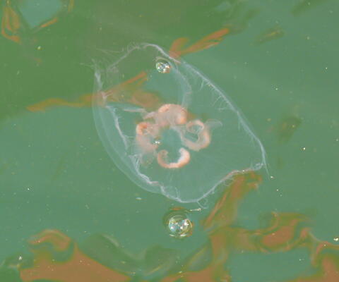 Meduusa ui vihreässä meressä