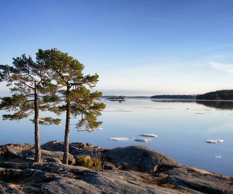 Luoto saaristossa, mänty