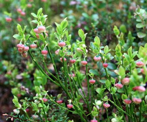 Marjanvarpuja metsässä.