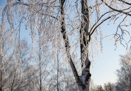 Jäätyneitä koivun oksia auringonpaisteessa.