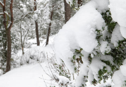 Lunta kuusen oksalla metsässä.