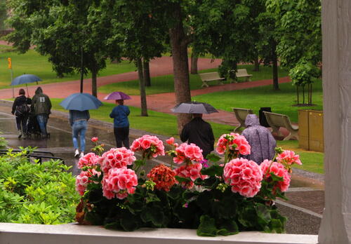 Kävelijöitä puistossa sateisella säällä sateenvarjoineen. Kuva Mimosa Leino