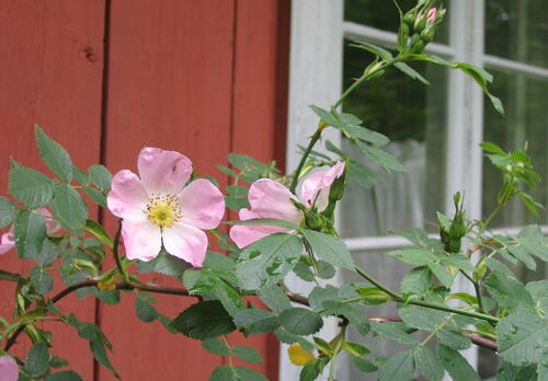 Vaaleanpunainen pensasruusu kukkii punamultaseinää vasten.