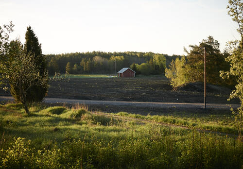 Kesäillan peltomaisema ja punainen lato lehtipuiden lomassa.