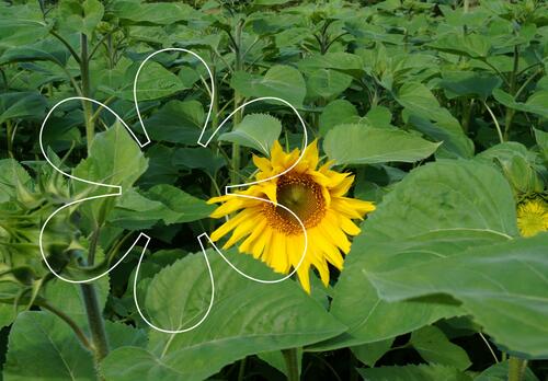 Keltainen auringonkukka kukassa pellolla, kuvassa Onnellinen aurinko -elementti.