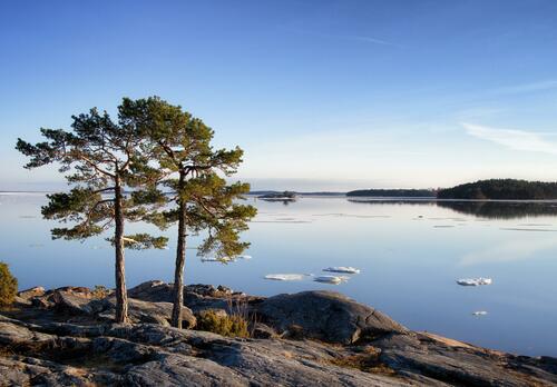 Luoto saaristossa, mänty