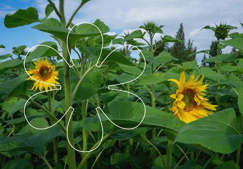 Auringonkukkapellolla on jo puhjennut kukkaan kaksi auringonkukkaa. Kuvan päällä Onnellinen aurinko -elementti.