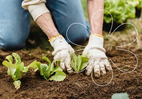 Henkilö istuttaa multaiseen maahan salaattia puutarhahanskat käsissä, kuvan päällä Onnellinen aurinko -elementti.