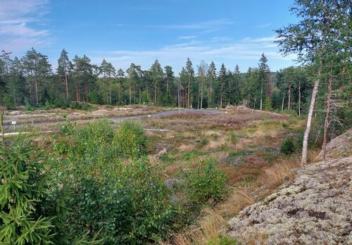 Metsäisessä maastossa kulkee Pyrstötähti-katu, jonka eteläpuolelle on merkitty tontit pienin kyltein.