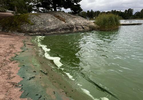 Sinilevän aiheuttamaa vihreää värjäymää rantahiekassa ja meressä Taimon uimapaikalla.