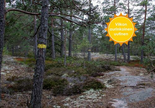 Kalliolla kulkevan polun laidassa on mantyjä, pariin on maalattu keltainen raita. Kuvan kulmassa keltainen Viikon aurinkoinen uutinen -logo.