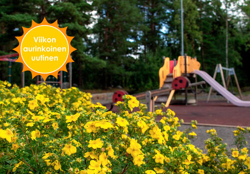 Keltaisia kukkia Rymättylän leikkipaikan edustalla. Leikkipaikkojen osalta Naantali sai tutkimuksessa huipputulokset.