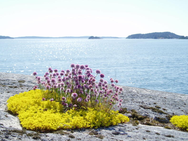 Kukkia kalliolla ja merta