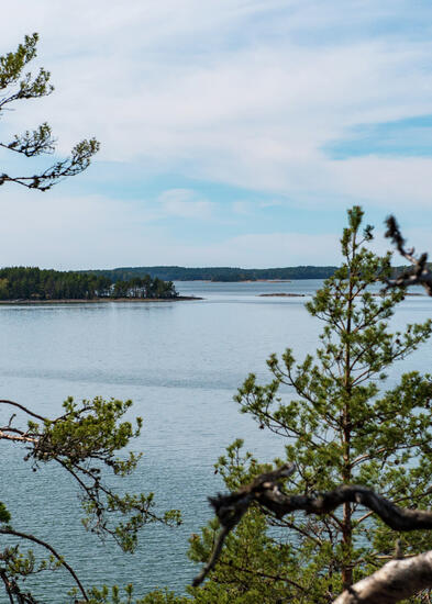 Puiden latvojen välistä avautuu merimaisemaa.